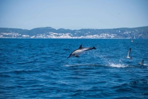 Sesimbra: Arrábida-delfin- og hvalsafari med biolog