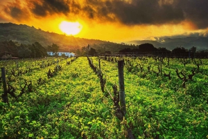 Sesimbra & Arrábida National Park Tour with 5 Wines Tasting