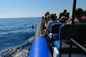 Sesimbra: Passeio de observação de golfinhos no Parque Natural da Arrábida