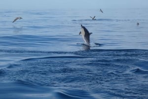 Sesimbra: Dolphin Watching Tour in Arrábida Natural Park