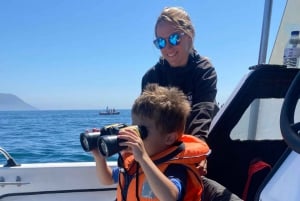 Sesimbra : Observation des dauphins dans le parc naturel d'Arrábida