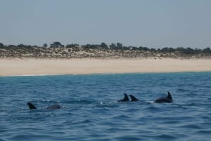 Sesimbra: Delfinobservationstur i Arrábida naturpark