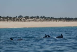 Sesimbra: Passeio de observação de golfinhos no Parque Natural da Arrábida