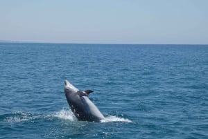 Sesimbra: Excursión de avistamiento de delfines en el Parque Natural de Arrábida