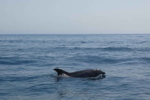 Sesimbra: Delfinsafari i naturparken Arrábida