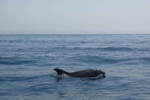 Sesimbra: Wycieczka z obserwacją delfinów w Parku Przyrody Arrábida