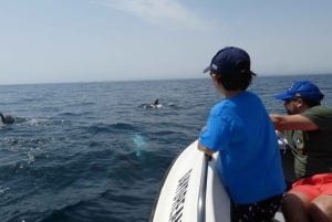 Sesimbra: Tour di avvistamento dei delfini nel Parco Naturale di Arrábida