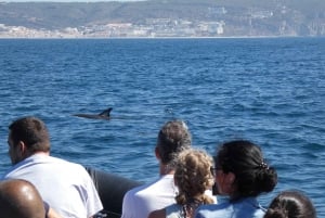 Sesimbra : Observation des dauphins dans le parc naturel d'Arrábida