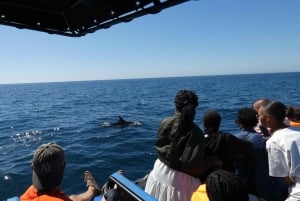 Sesimbra: Wycieczka z obserwacją delfinów w Parku Przyrody Arrábida