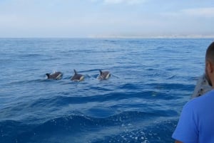 Sesimbra: Delfinbeobachtungstour im Naturpark Arrábida