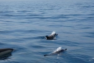 Sesimbra : Observation des dauphins dans le parc naturel d'Arrábida
