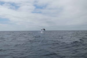 Sesimbra: Dolphin Watching Tour in Arrábida Natural Park