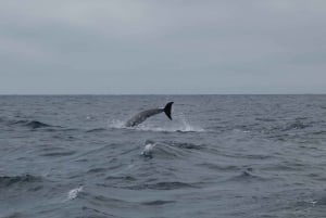 Sesimbra: Excursión de avistamiento de delfines en el Parque Natural de Arrábida