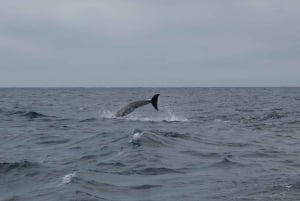 Sesimbra: Delfinbeobachtungstour im Naturpark Arrábida