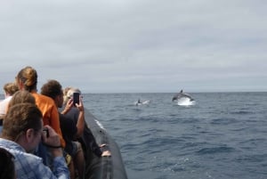 Sesimbra: Delfinsafari i naturparken Arrábida