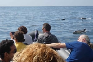 Sesimbra: Wycieczka z obserwacją delfinów w Parku Przyrody Arrábida