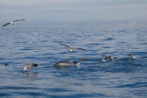 Sesimbra: Wycieczka z obserwacją delfinów w Parku Przyrody Arrábida