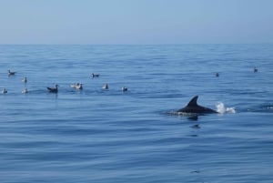 Sesimbra: Dolfijnen kijken in het Arrábida natuurpark