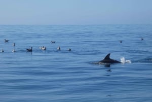 Sesimbra : Observation des dauphins dans le parc naturel d'Arrábida