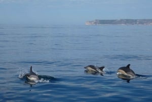 Sesimbra: Delfinobservationstur i Arrábida naturpark