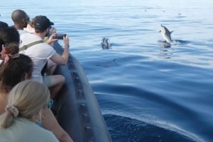 Sesimbra: Passeio de observação de golfinhos no Parque Natural da Arrábida