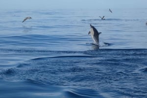 Sesimbra: Delfinsafari i naturparken Arrábida