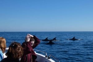 Sesimbra: Passeio de observação de golfinhos no Parque Natural da Arrábida