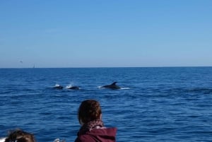 Sesimbra: Delfinbeobachtungstour im Naturpark Arrábida