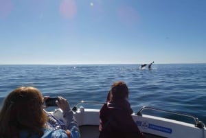 Sesimbra: Passeio de observação de golfinhos no Parque Natural da Arrábida