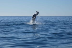 Sesimbra : Observation des dauphins dans le parc naturel d'Arrábida