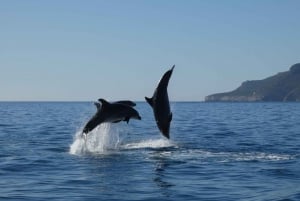 Sesimbra: Delfiinikatseluretki Arrábidan luonnonpuistossa