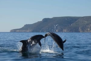 Sesimbra: Delfiinikatseluretki Arrábidan luonnonpuistossa