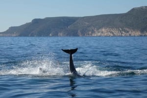 Sesimbra: Passeio de observação de golfinhos no Parque Natural da Arrábida