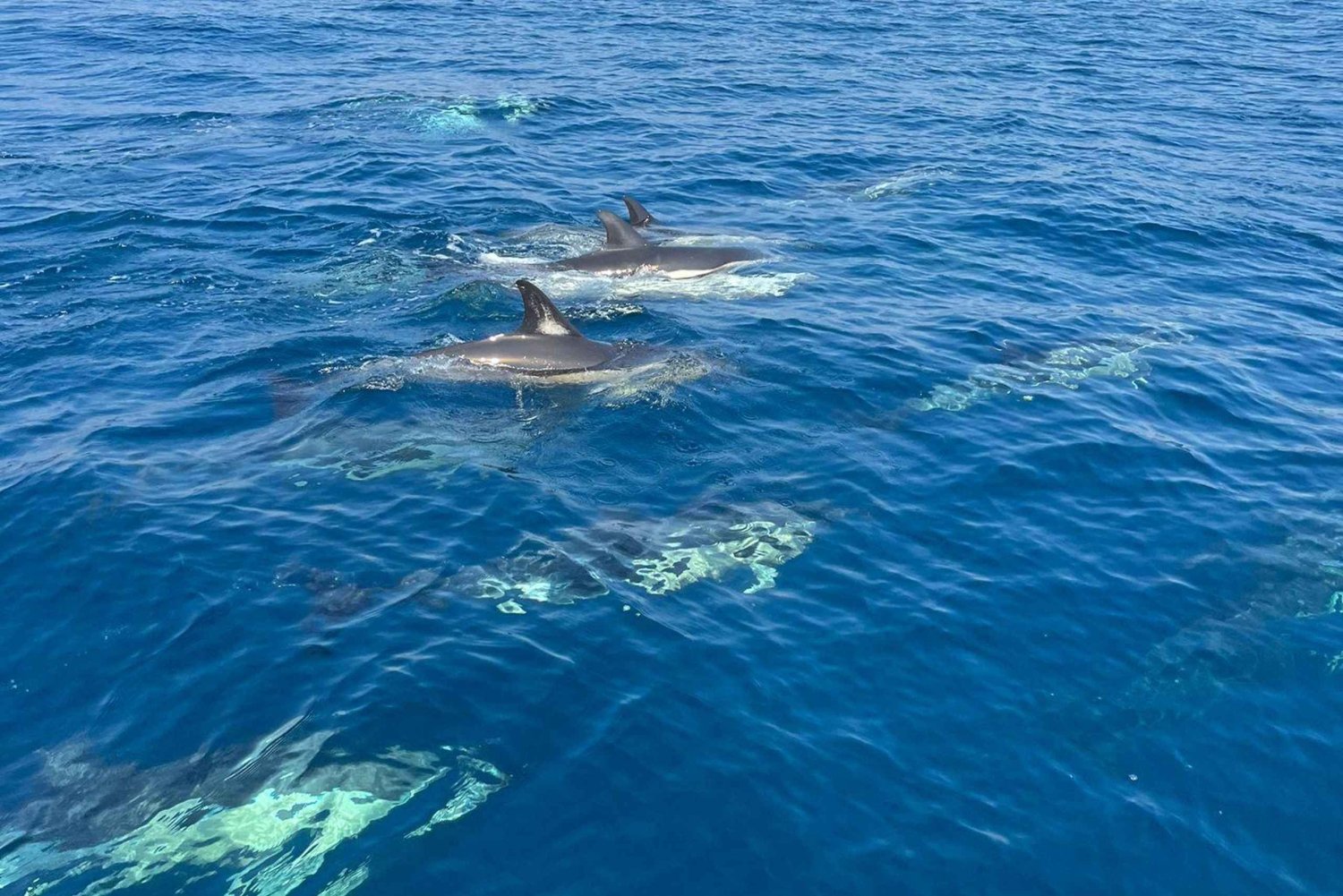 Sesimbra: Dolphin watching with a biologist in the Marine Park