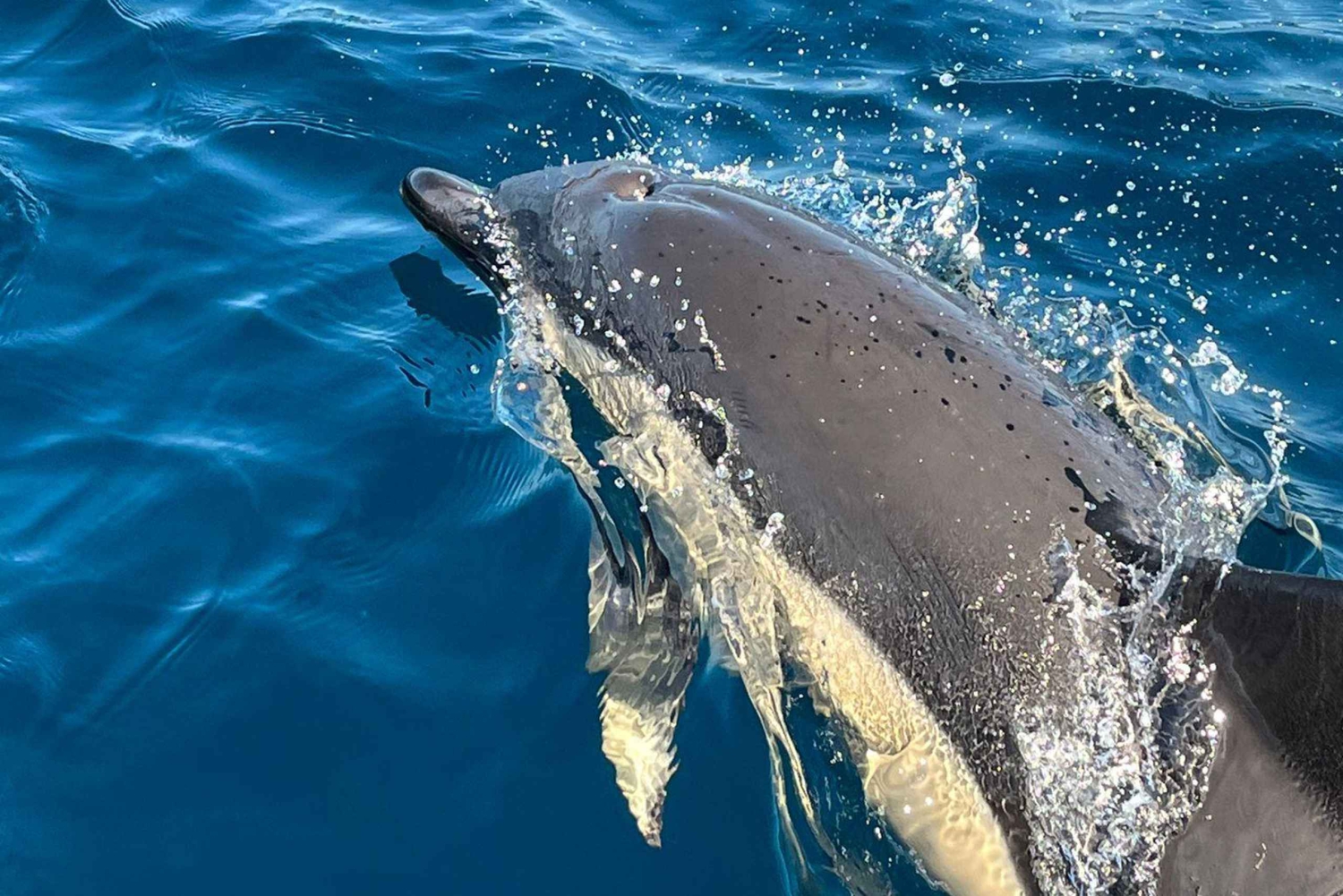 Sesimbra: Dolphin watching with a biologist in the Marine Park