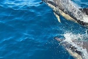 Sesimbra: Dolphin watching with a biologist in the Marine Park