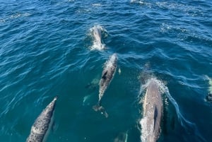 Sesimbra: Dolphin watching with a biologist in the Marine Park