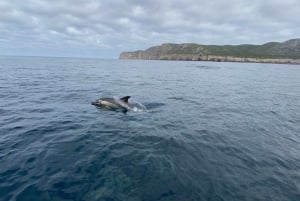 Sesimbra: Dolphin watching with a biologist in the Marine Park