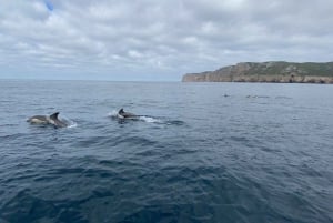 Sesimbra: Dolphin watching with a biologist in the Marine Park