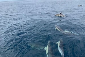 Sesimbra: Dolphin watching with a biologist in the Marine Park