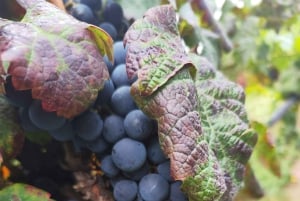 Azeitão vin och smaker – tradition och smak av Setúbal