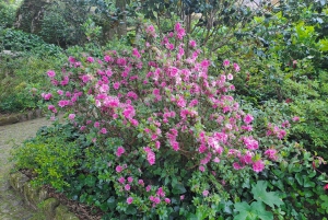 A magia de Sintra e as maravilhas da costa: Viagem de 1 dia a partir de Lisboa