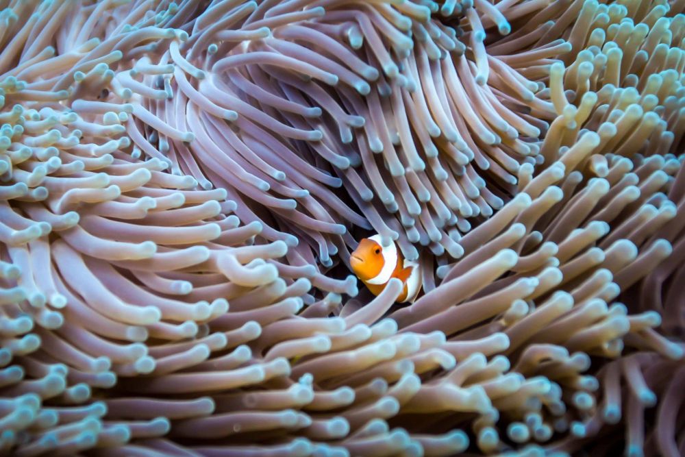 False clown anenome fish - Photo by Steve Woods Underwater photography
