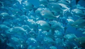 A mini-stall selling sunglasses and wallets