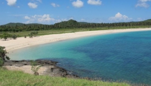 Giant Trees in East Lombok