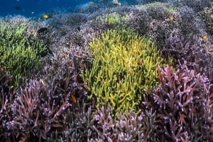 Tour exclusivo: Gili Nanggu, Sudak y Kedis. Almuerzo gratis + GoPro.