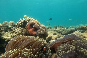 5 Hemmelig Gili-båttur og snorkling sørvest for Lombok