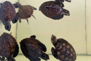 Bali: 3-Day Gili Islands Tour with Hotel & Snorkel