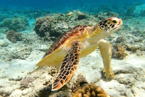 Bali & Gili Islands: 7-Day Tour with Snorkeling & Dinner