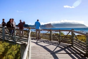 Cape Peninsula and Penguin Colony Full Day Shared Tour